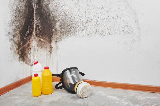 Best DIY Mold Remediation Support Services in Magnolia, NJ
