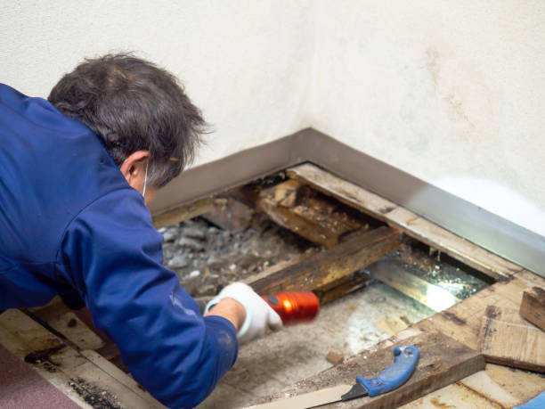 Best Crawl Space Mold Remediation in Magnolia, NJ
