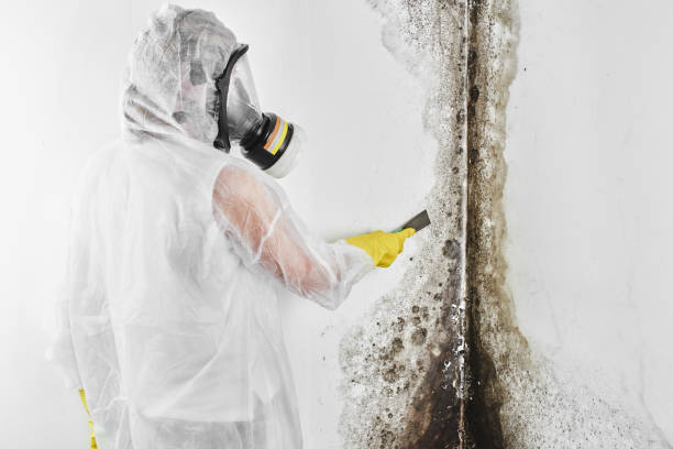 Professional Mold Remediation in Magnolia, NJ