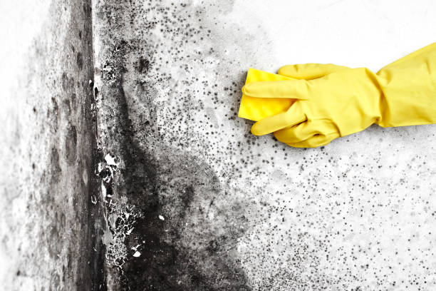 Best Attic Mold Remediation in Magnolia, NJ