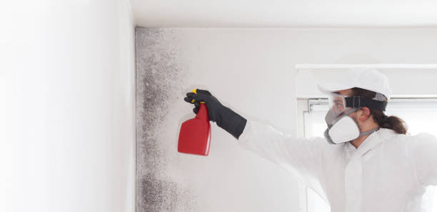 Best Black Mold Remediation in Magnolia, NJ