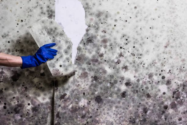 Magnolia, NJ Mold Remediation Company